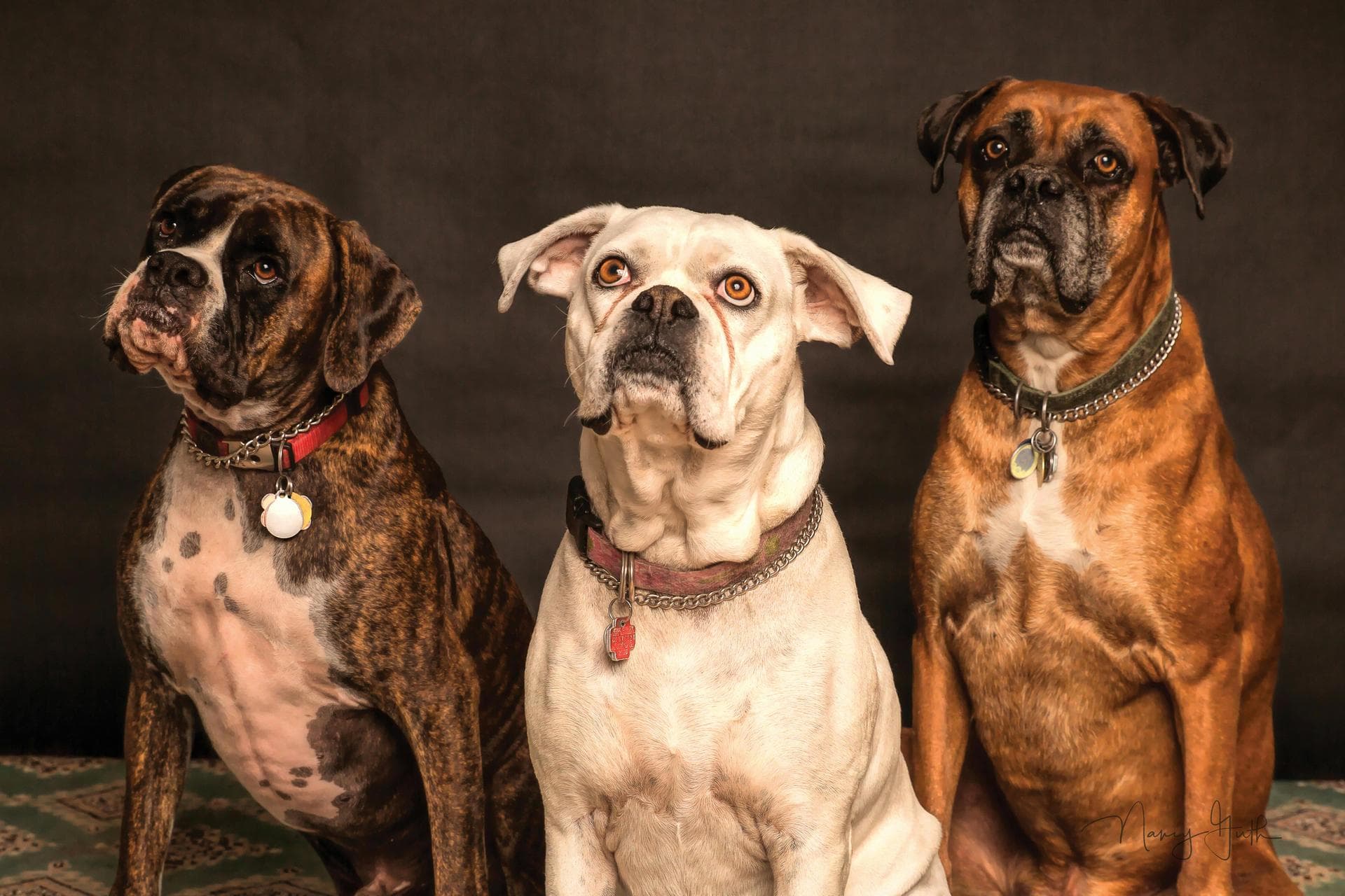 Specialist Vets in New Orleans